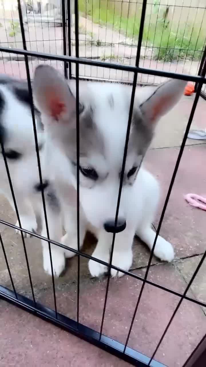 Siberian Husky dogs for sale: Husky Puppies  - Video 1