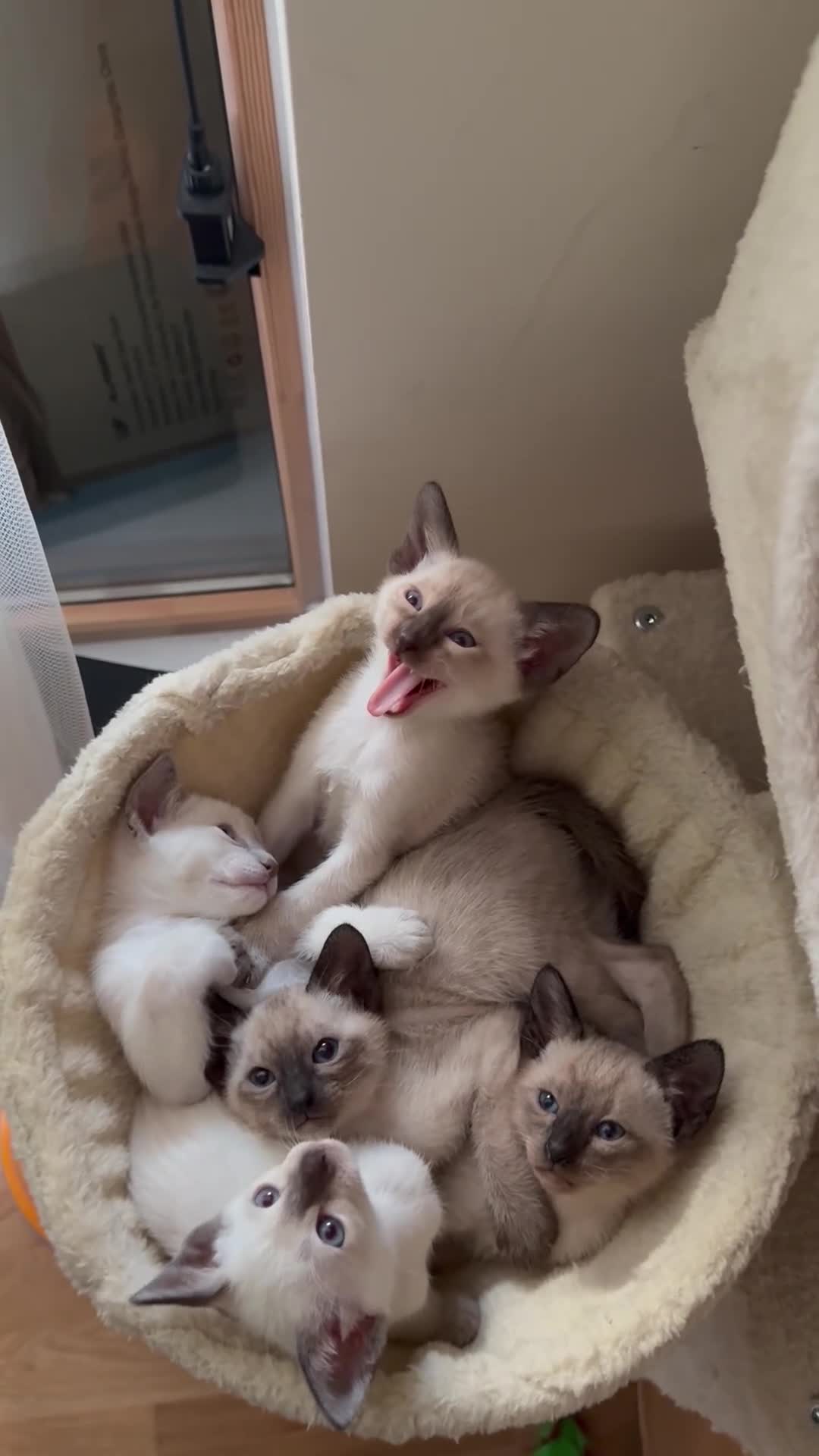Siamese cats for sale: 5 Siamese kittens  - Video 1