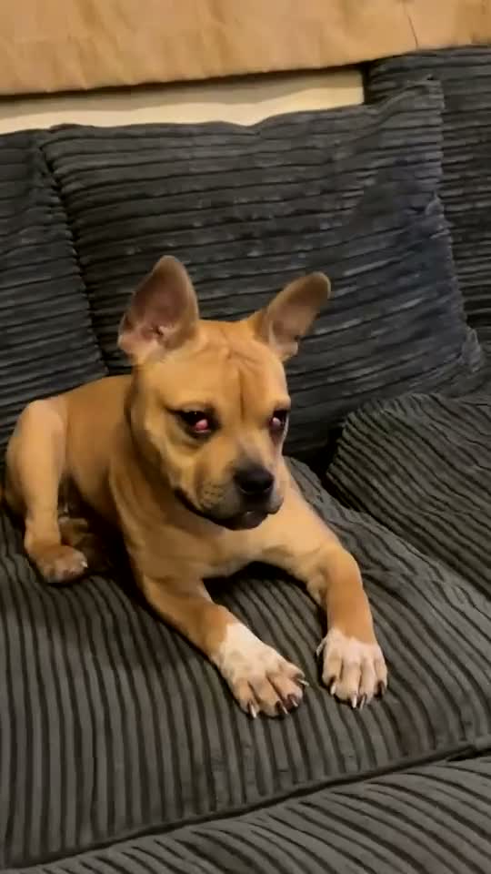 Mixed Breed dogs for sale: Princess  in Crawley - Video 2