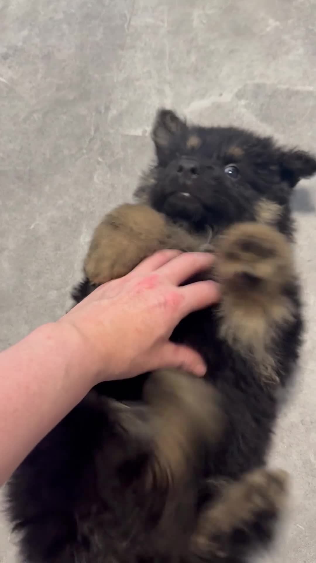 German Shepherd dogs for sale: German shepherd pups  - Video 2