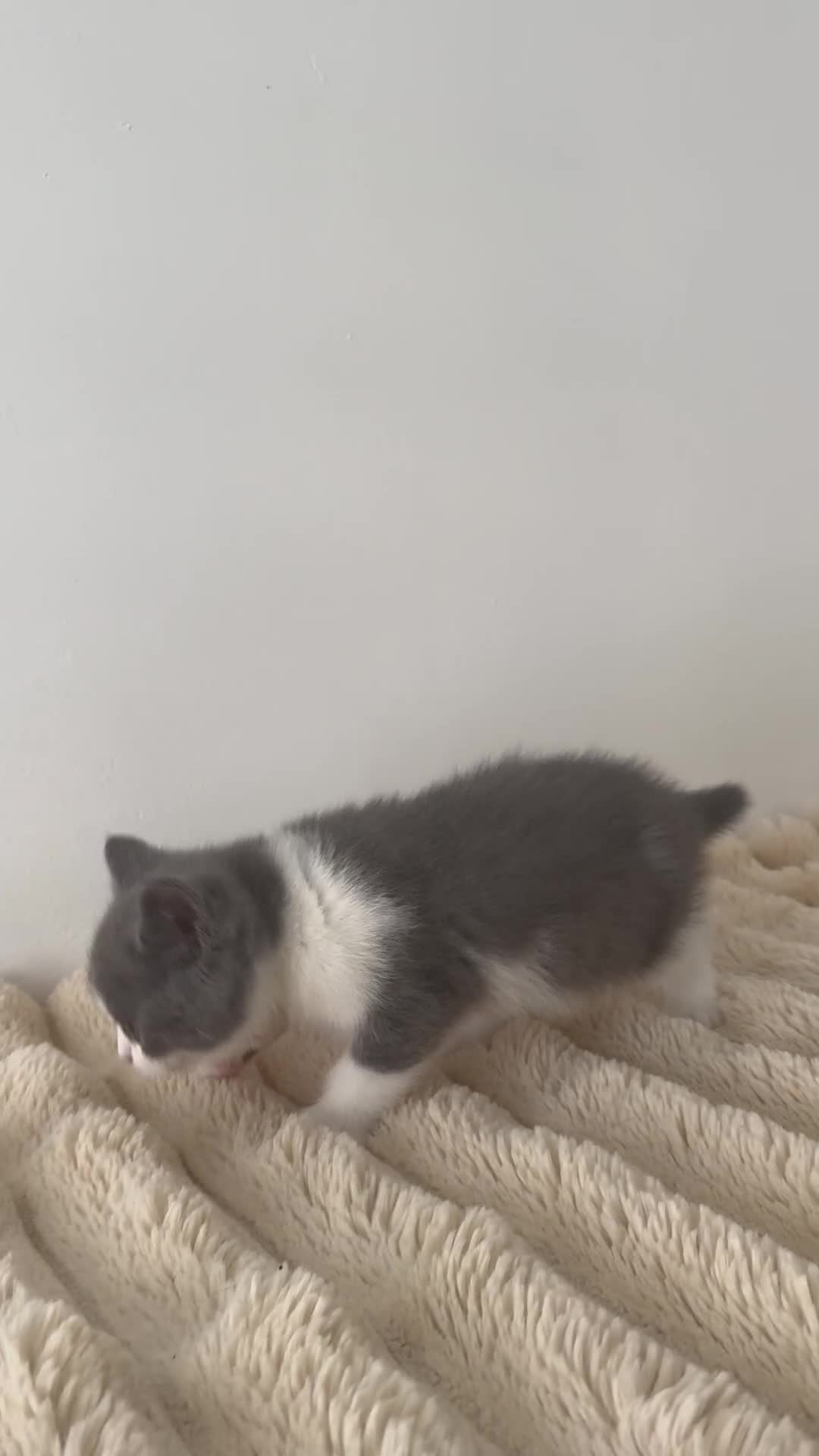 British Shorthair cats for sale: GCCF British Shorthair Blue Bi-Colour male kitten - Video 1