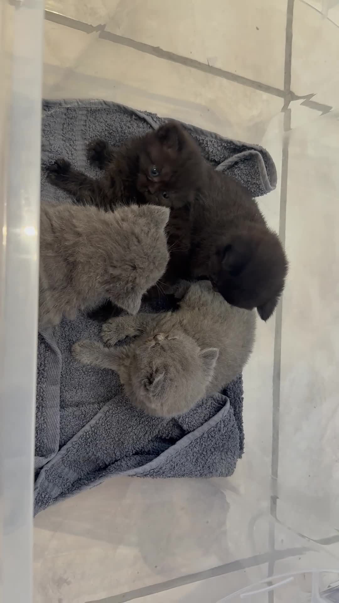 British Shorthair cats for sale: Beautiful Champion Bloodlined BSH kittens. - Video 2