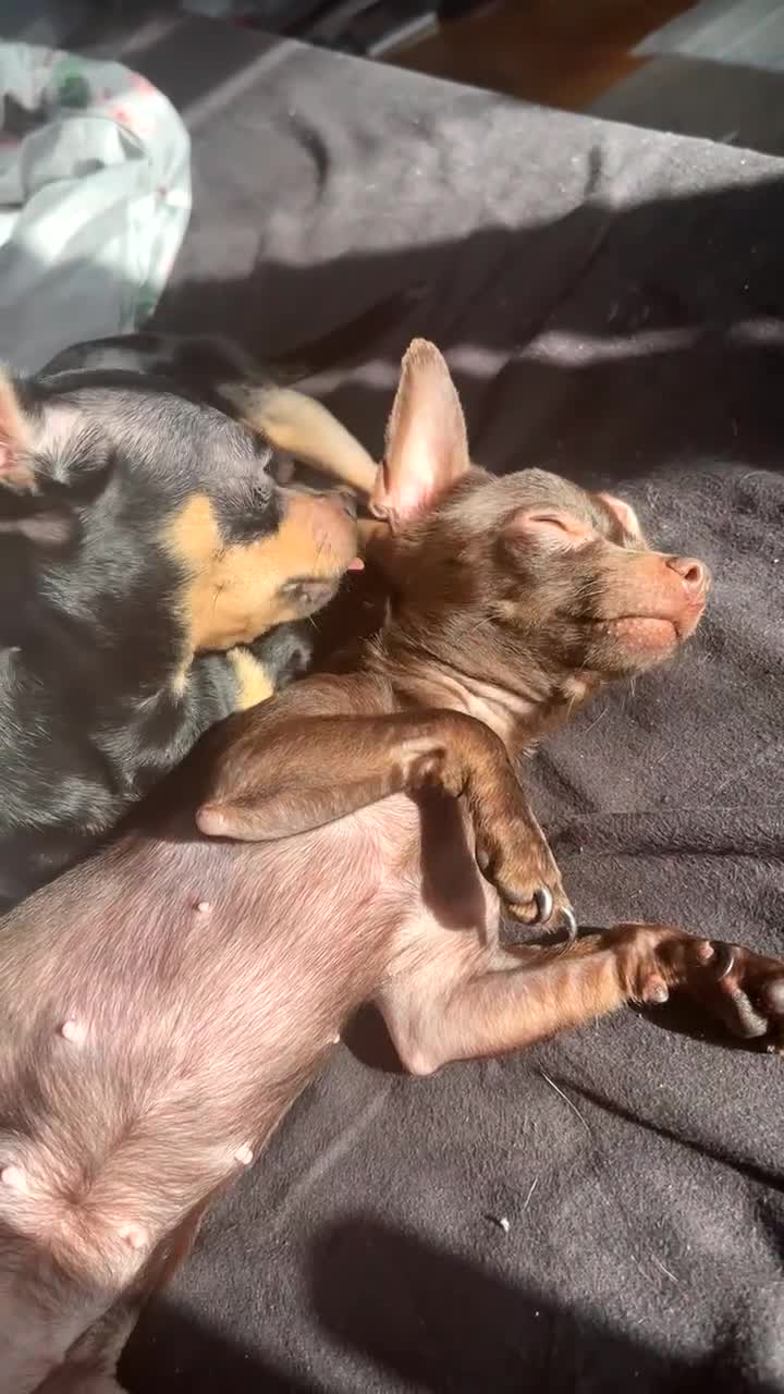 Russian Toy Terrier dogs for sale: Russian toy terrier puppies for sale in Feltham - Video 2