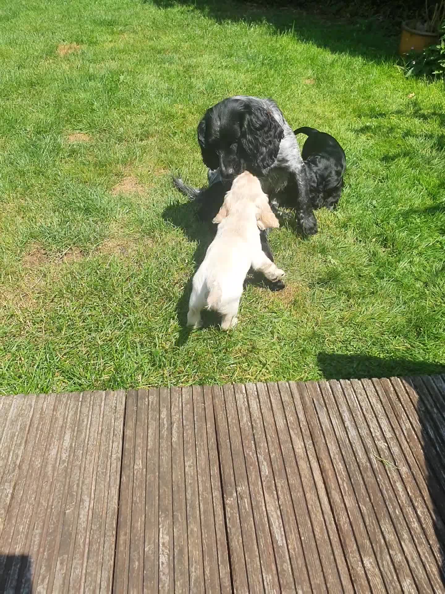 Cocker Spaniel dogs for sale: Sky's beautiful cocker spaniel puppies- 1 boy left - Video 1