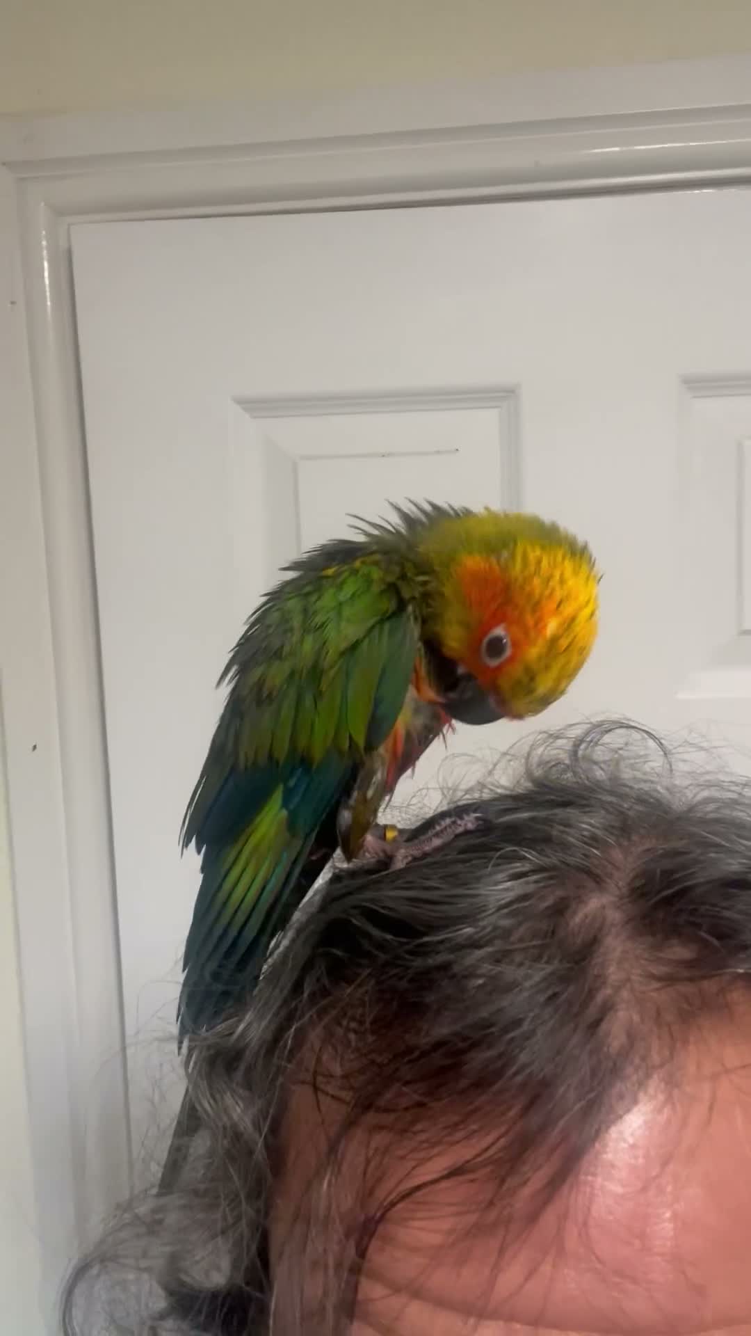 Mixed Breed birds for sale: Beautiful Hand-Reared Sun Conure Babies – Weaned  - Video 2