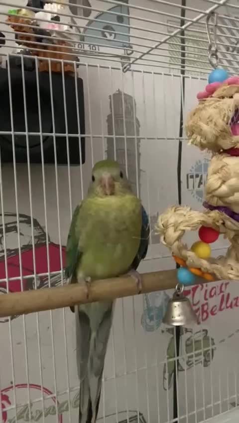 Parakeets birds for sale: Young female red rump  - Video 1