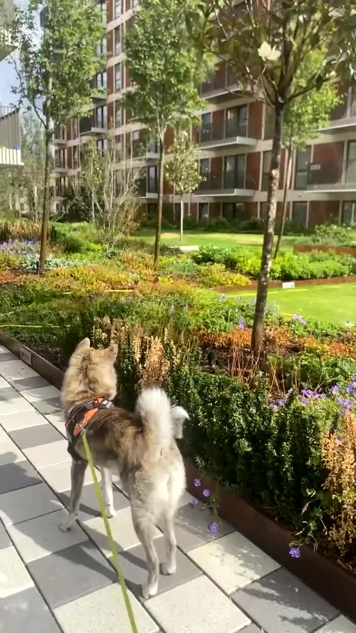Japanese Akita Inu dogs for sale: Beautiful brindle Japanese Akita  - Video 1