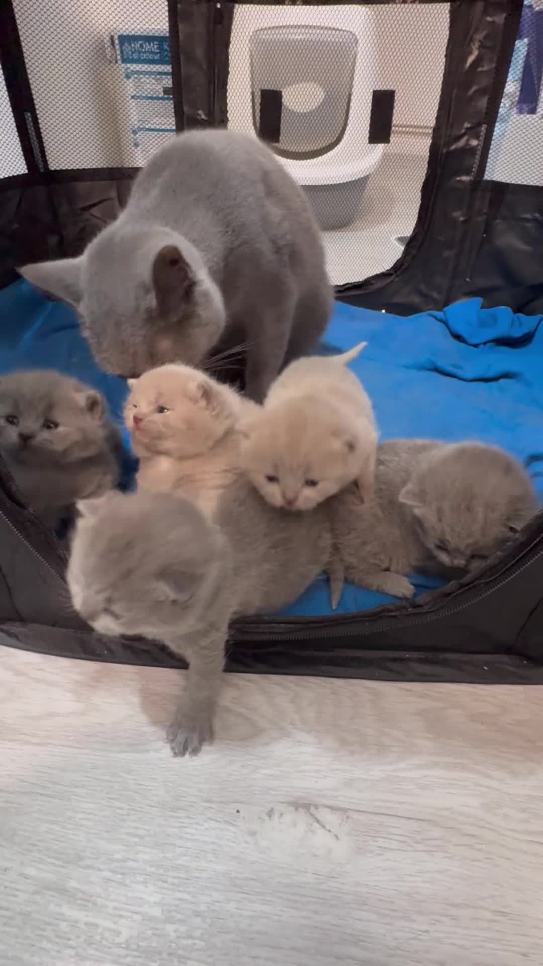 British Shorthair cats for sale: 3 Blue & 2 Lilac BSH Kittens - Video 1