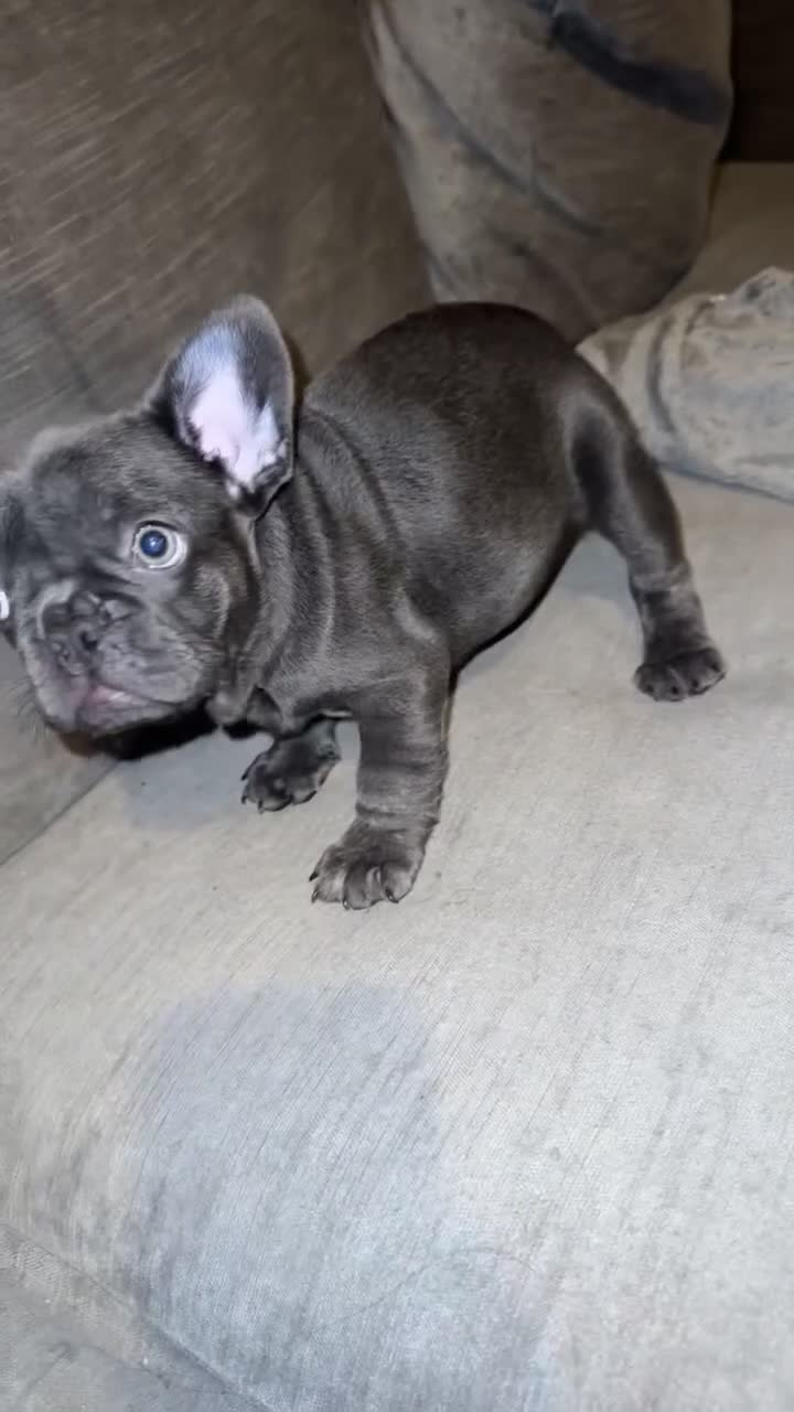French Bulldog dogs for sale: Kc Registered French bulldog male last one in Leeds - Video 4