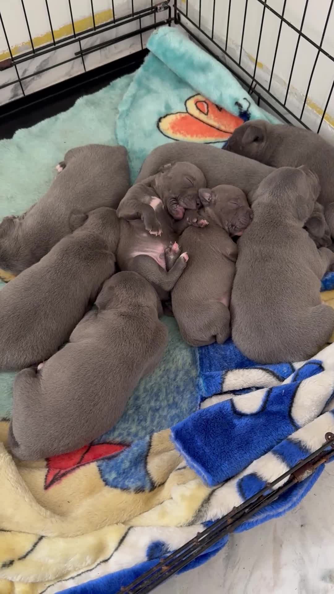 Staffordshire Bull Terrier dogs for sale: Blue Staffordshire puppies  - Video 1