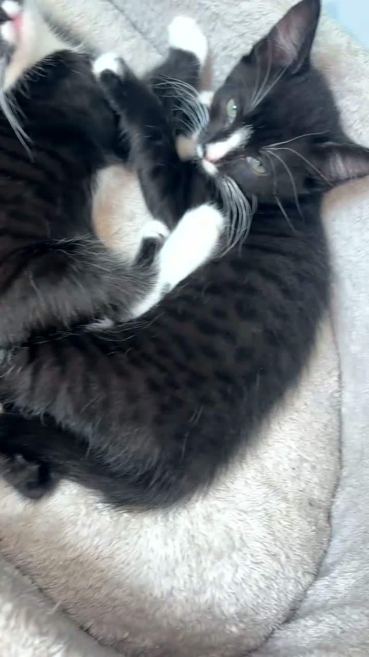 Mixed Breed cats for sale: Tabby black and white kitten with mustache - Video 1