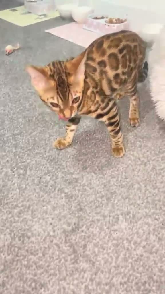 Bengal cats for sale: Full Breed Brown Bengal - Boy  - Video 4