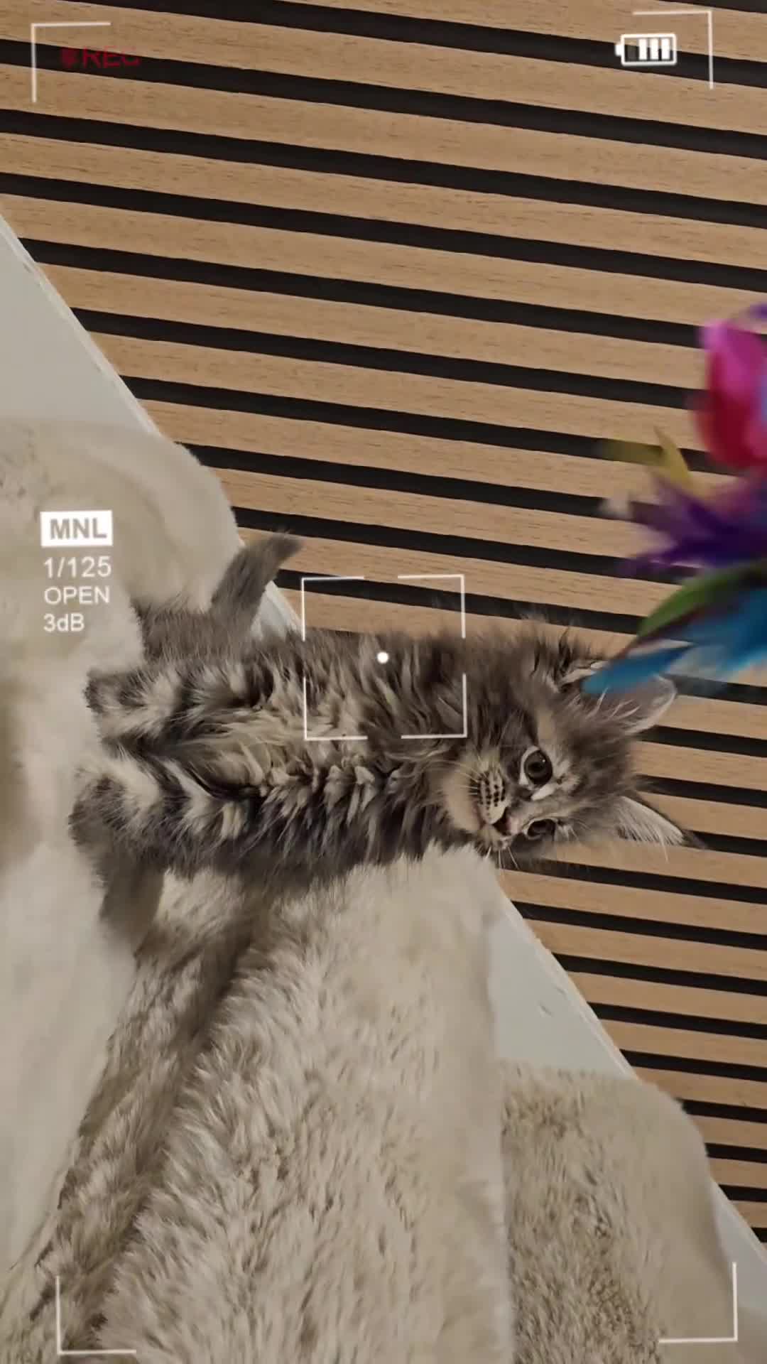 Maine Coon cats for sale: GCCF Registered Pedigree Maine Coon Kittens - Video 1