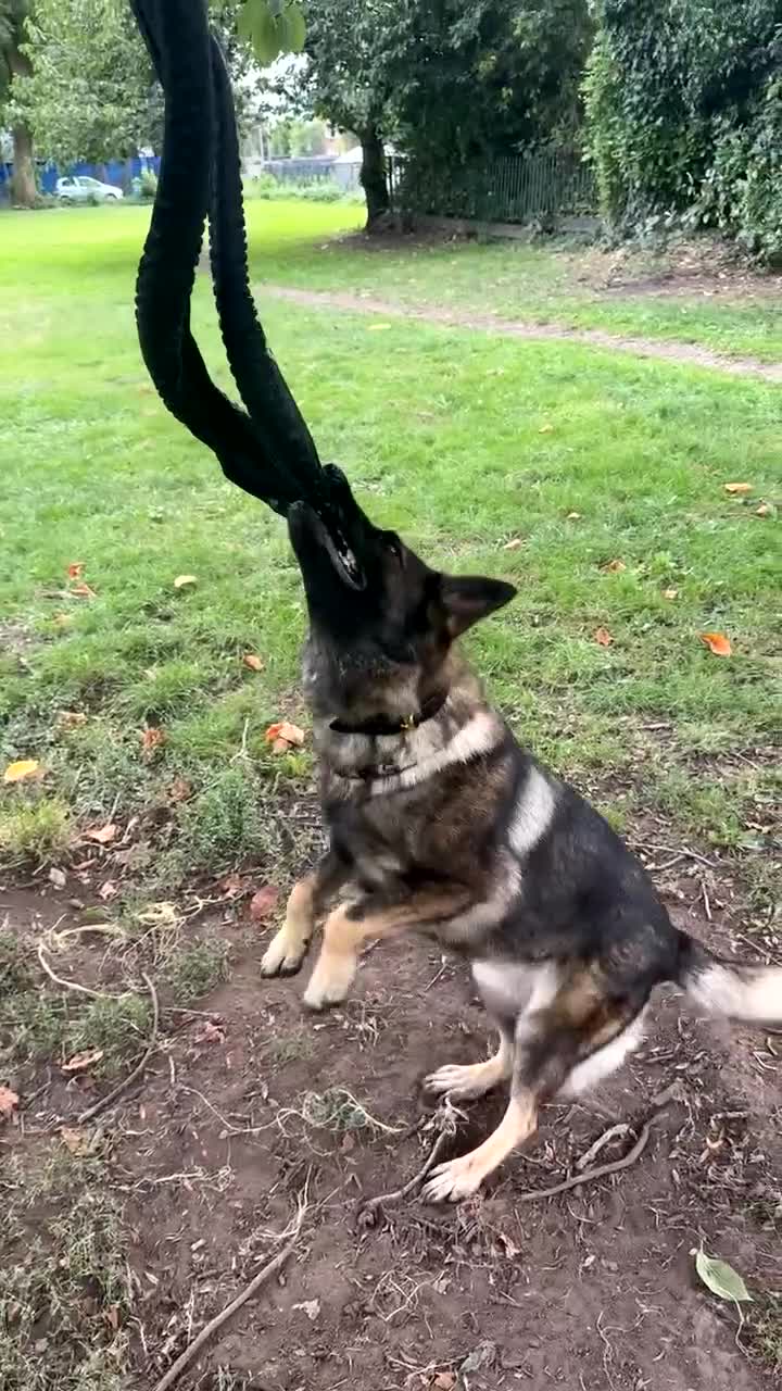 German Shepherd dogs for sale: Amazing German Shepherd Female  - Video 3