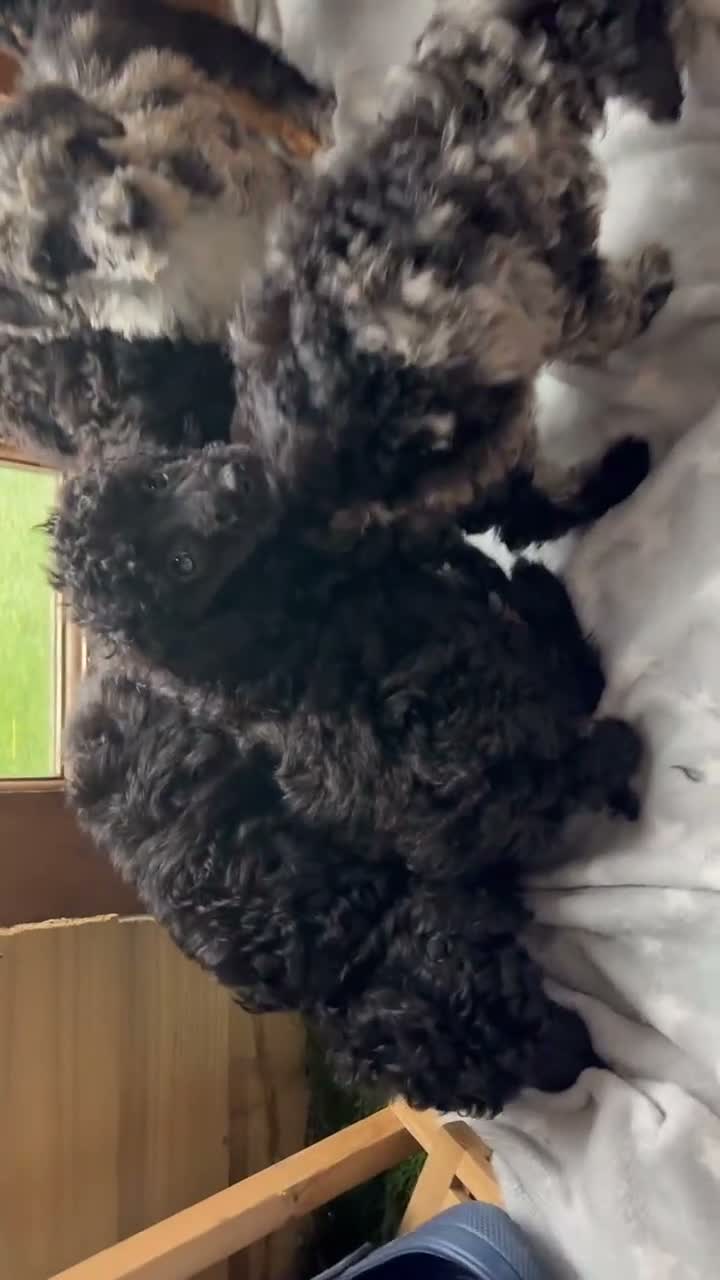 Miniature Poodle dogs for sale: Miniature poodle puppies ready to leave  - Video 1