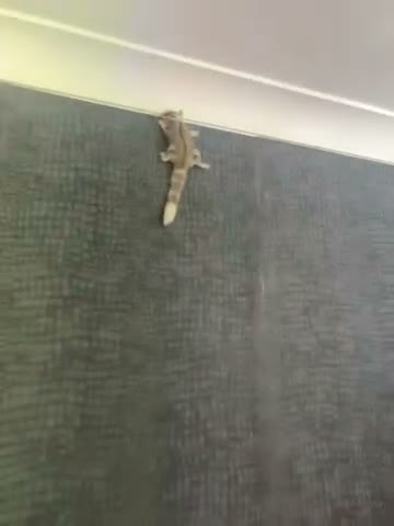 Sugar Glider rodents for sale: looking for a home in Slough - Video 1