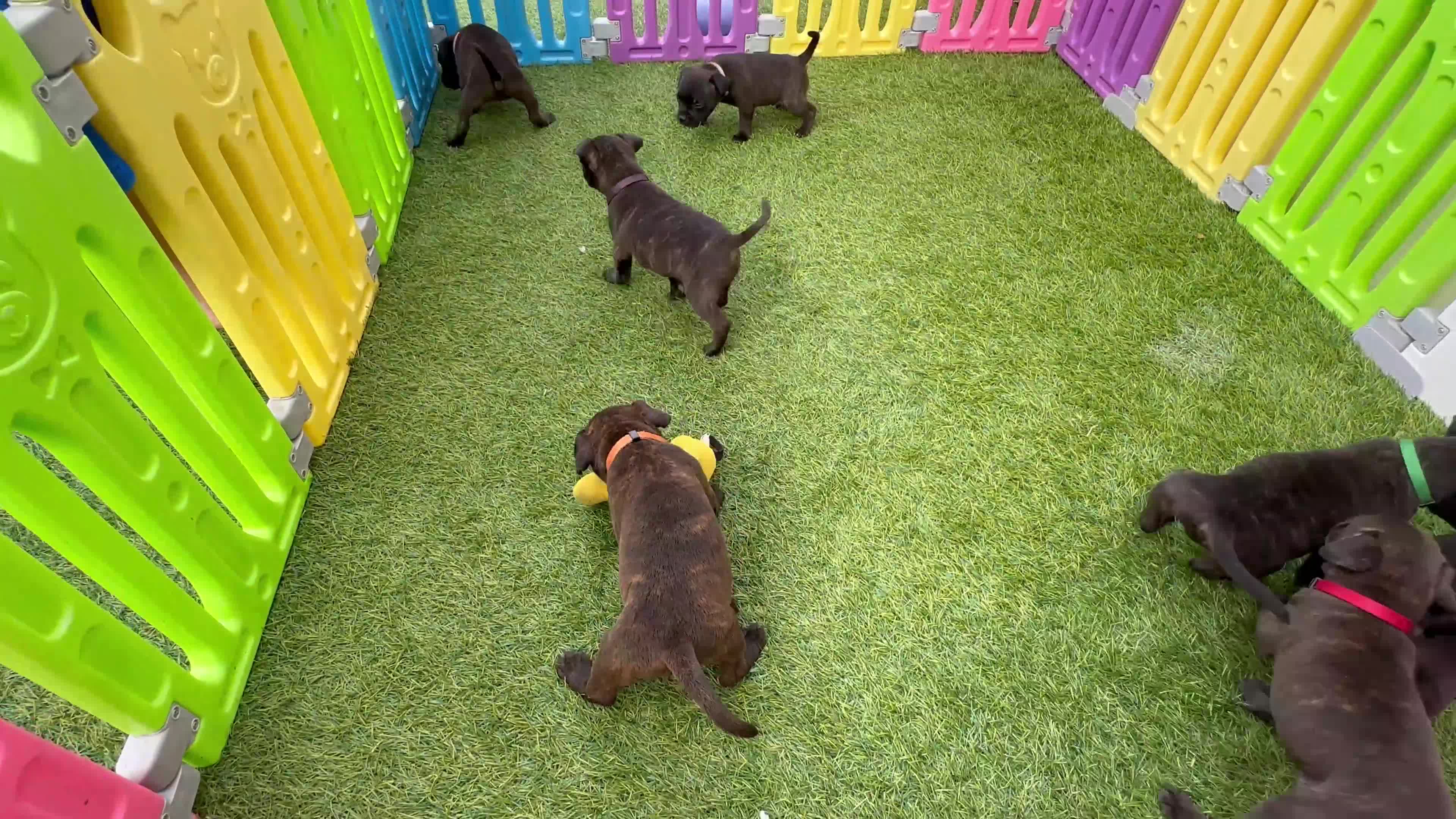 Staffordshire Bull Terrier dogs for sale: **KC reg*22 Champions* staffy pups - Video 4