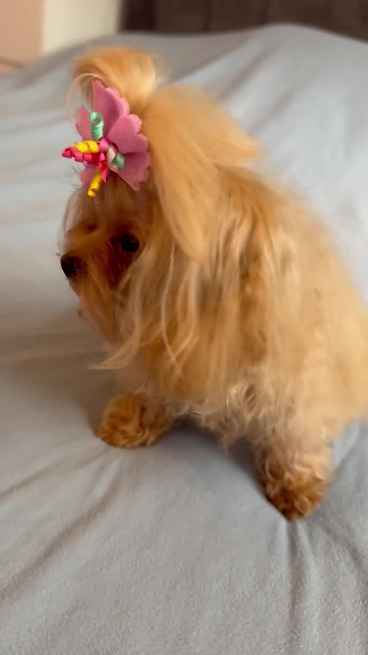 Maltipoo dogs for sale: Small Maltipoo female for sale - Video 1