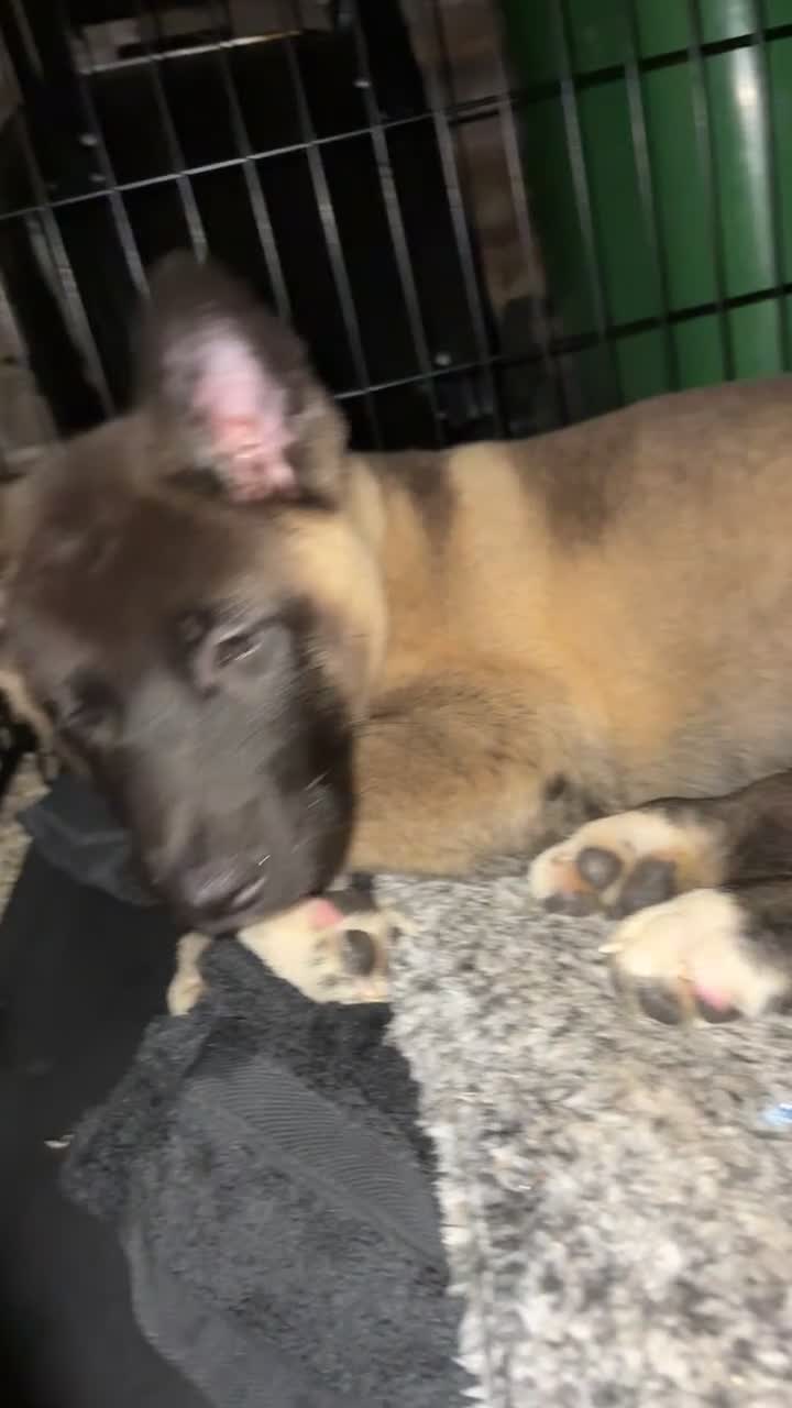 Akita dogs for sale: Reduced!! American Akita puppy in Slough - Video 1