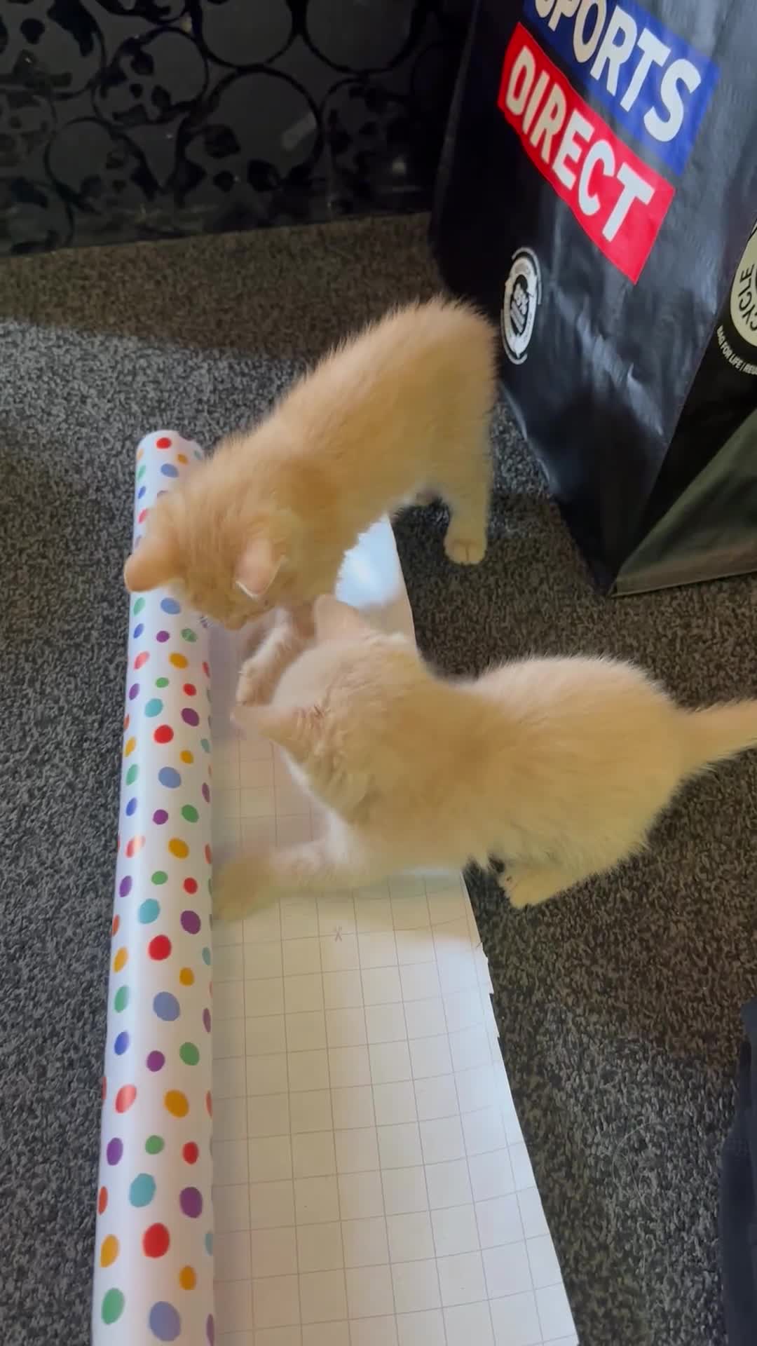 Mixed Breed cats for sale: Beautiful ginger kittens  - Video 3