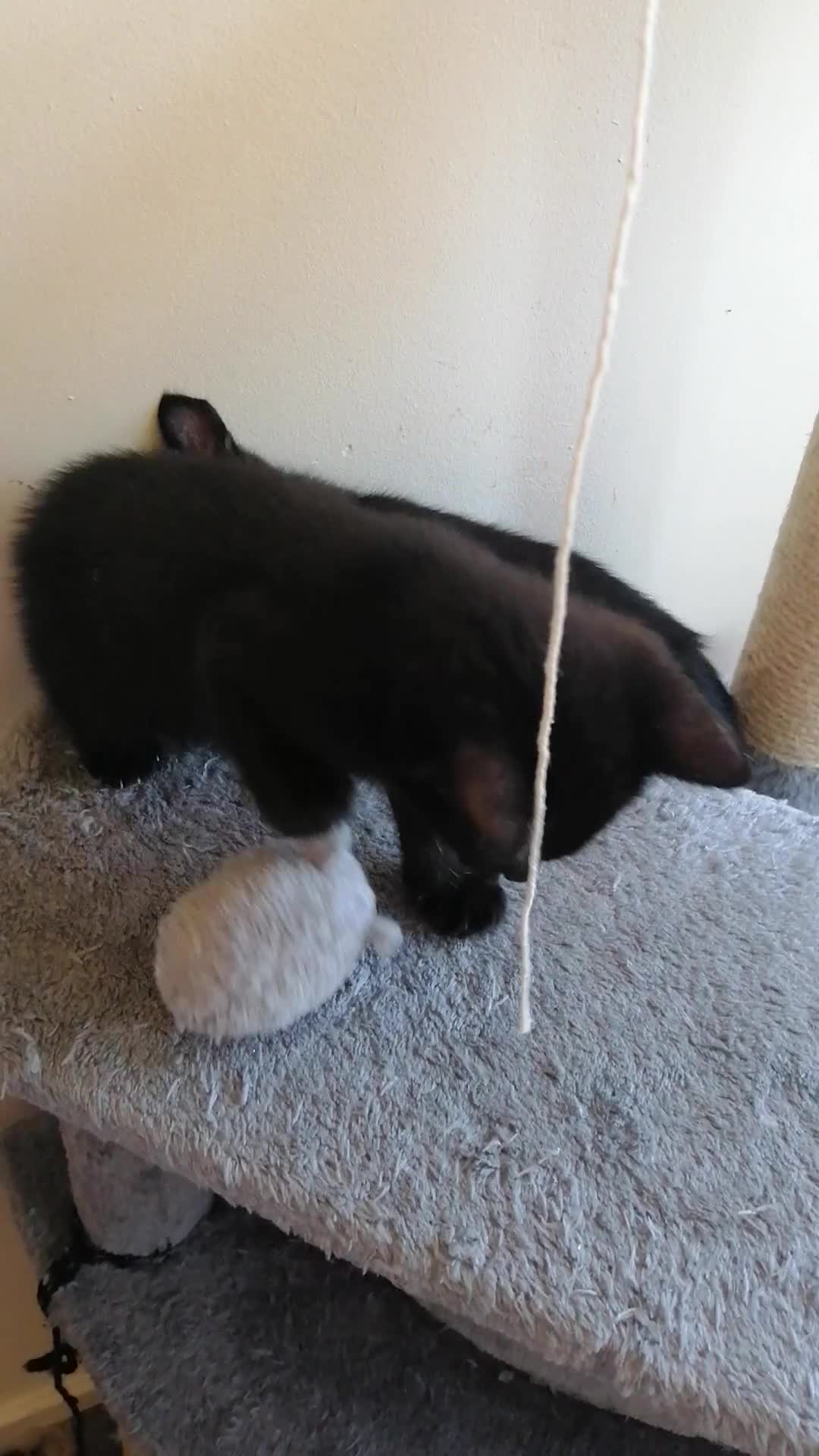 Mixed Breed cats for sale: Kittens  - Video 1