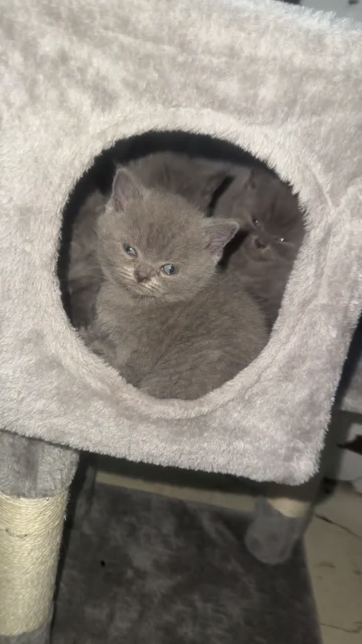 British Shorthair cats for sale: Stunning litter of bsh  - Video 2