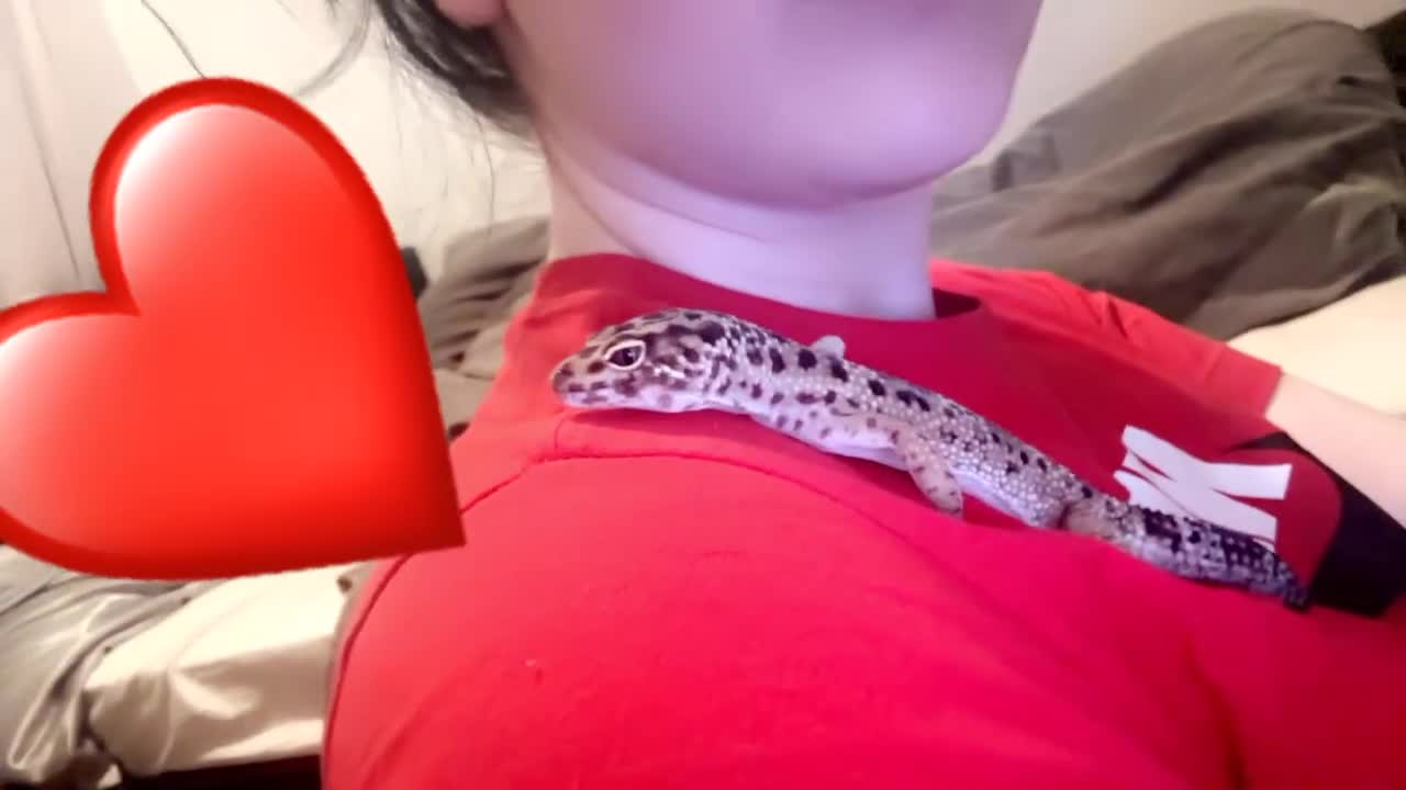 Leopard Gecko reptiles for sale: Leopard Gecko + enclosure  - Video 1