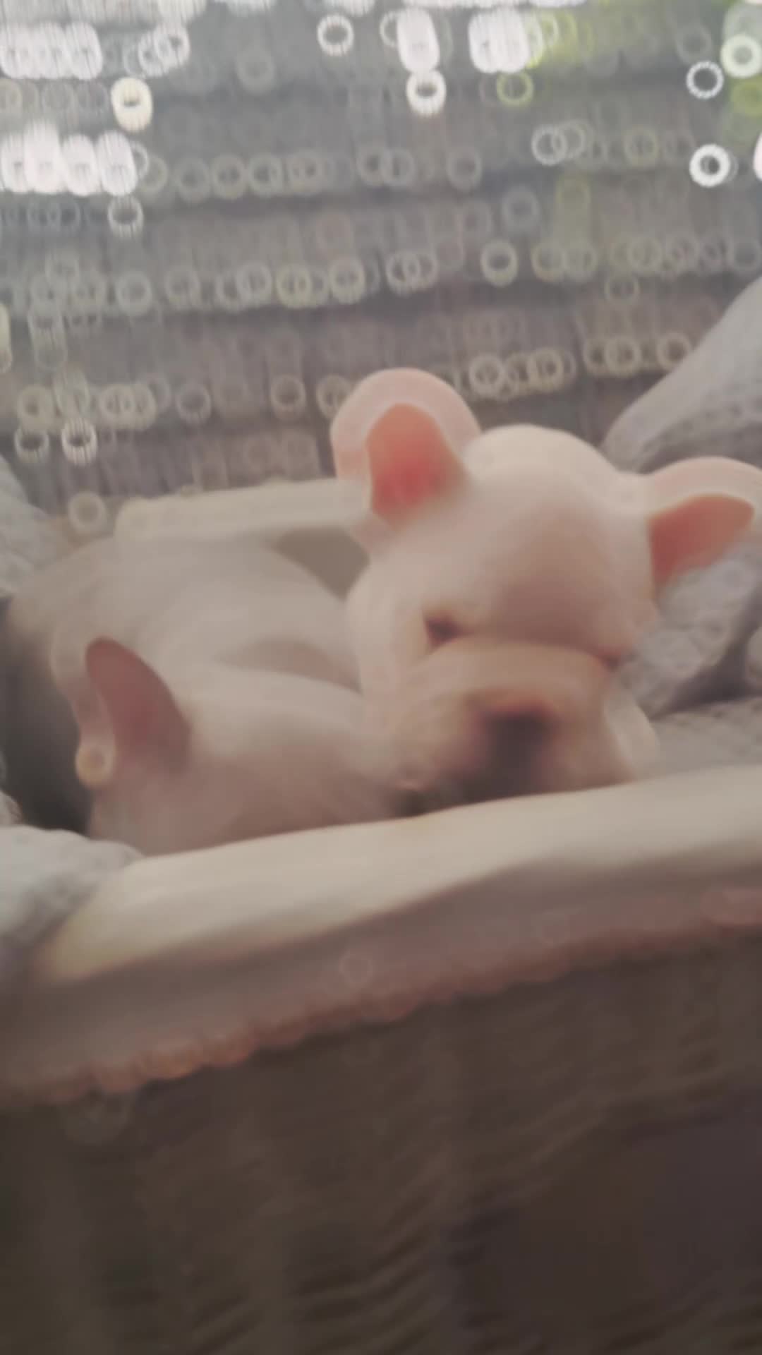 French Bulldog dogs for sale: Beautiful  pups - Video 2