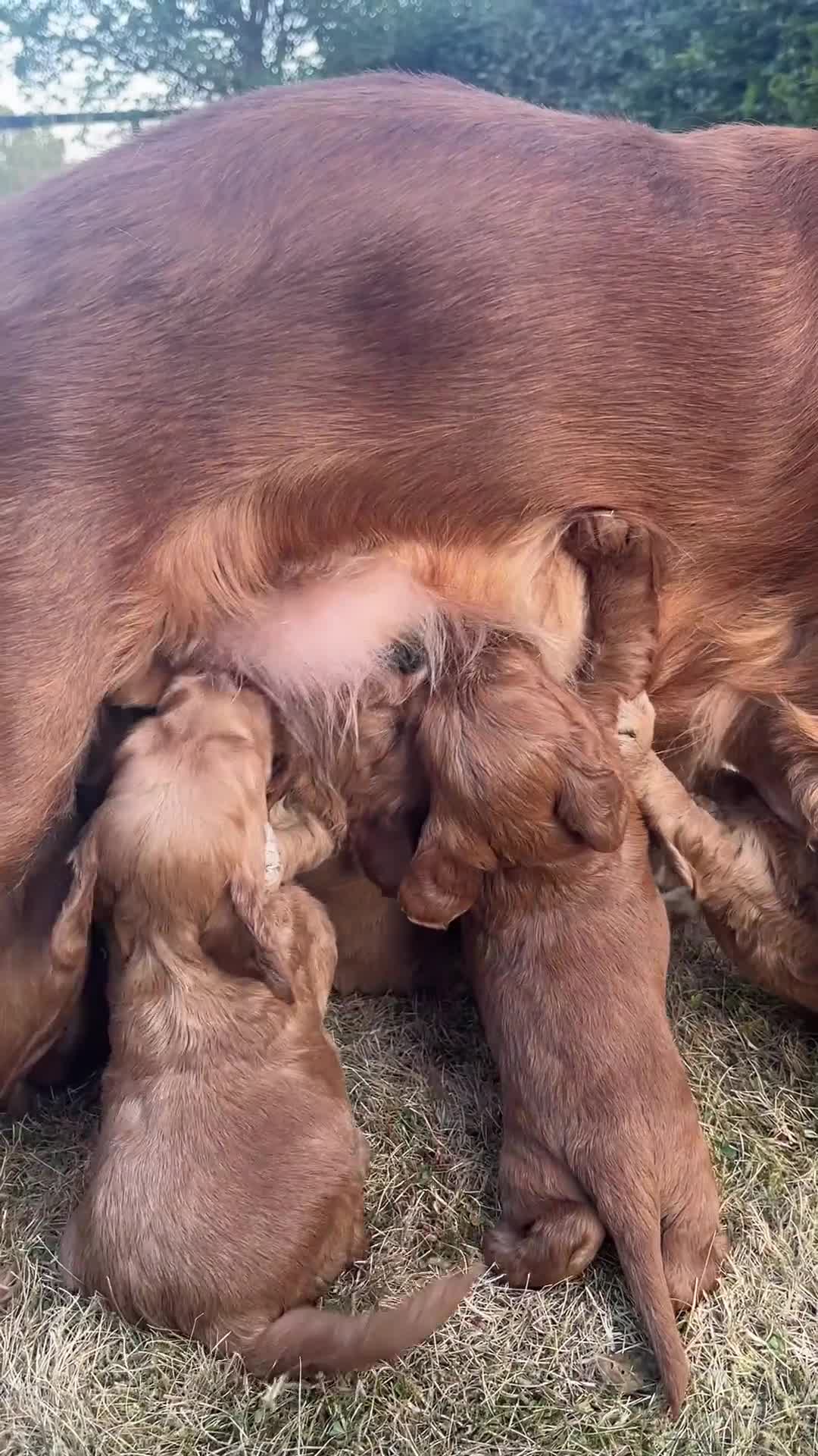 Cockapoo dogs for sale: Healthy, Confident, Golden Cockapoos - Video 2