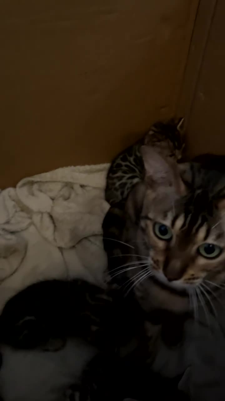 Bengal cats for sale: 🐆2 glitter gene tica bengal left naw ! 🐆 - Video 3