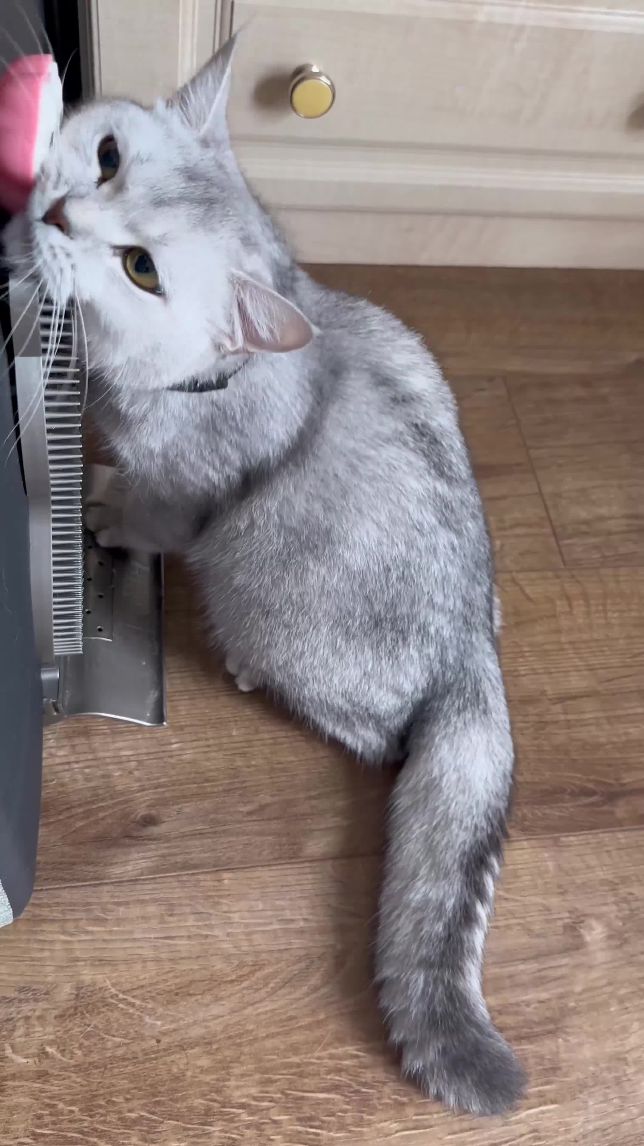 British Shorthair cats for sale: Rare polar-coloured(light silver/blonde)coat - Video 1