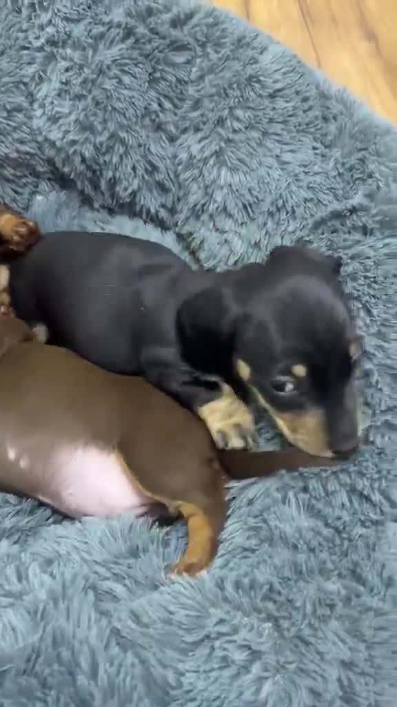 Miniature Dachshund dogs for sale: Miniature Dachshund Puppies-Ready to reserve - Video 1