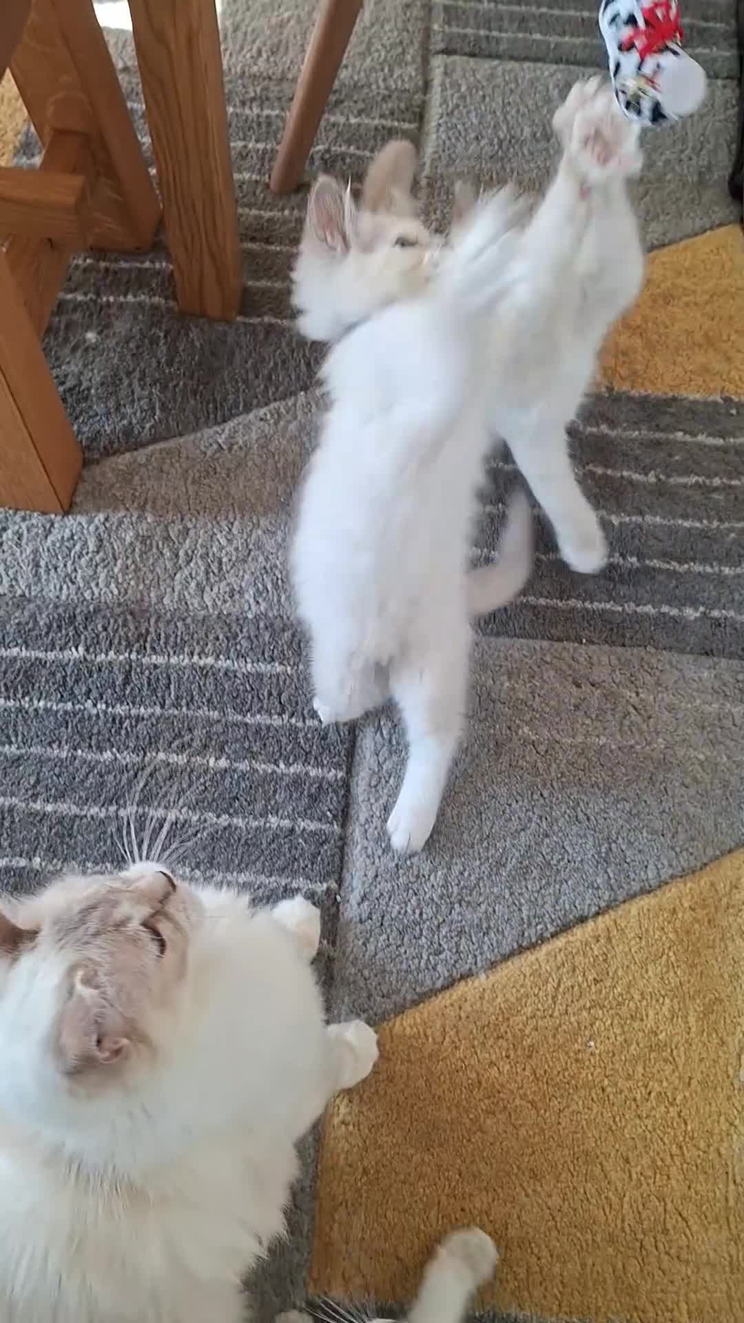 Ragdoll cats for sale: GCCF Lilac Ragdolls ready now  - Video 1