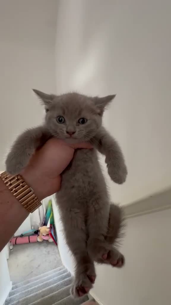 Ragdoll cats for sale: Ragdoll x British Shorthair blue kittens  - Video 1