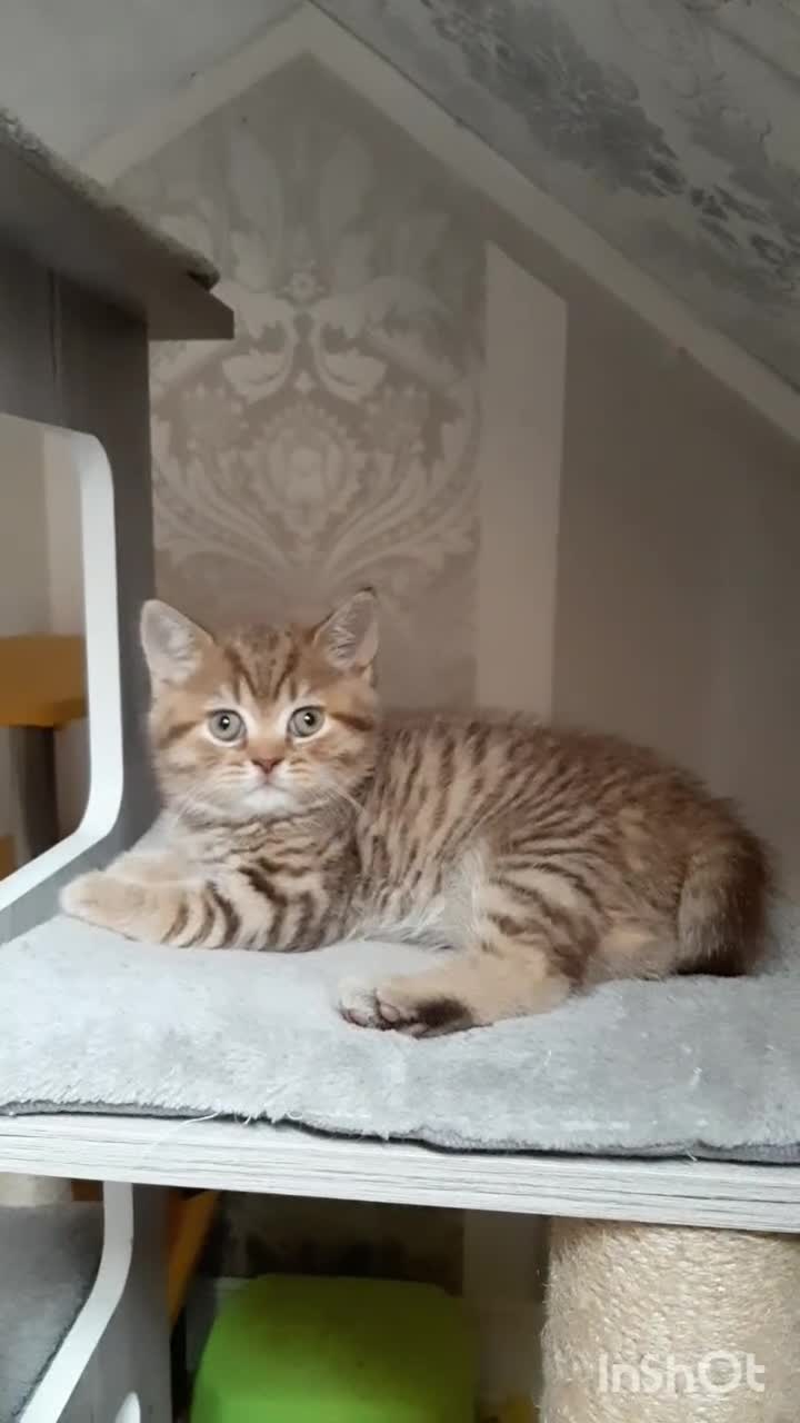 British Shorthair cats for sale: British kittens  - Video 1