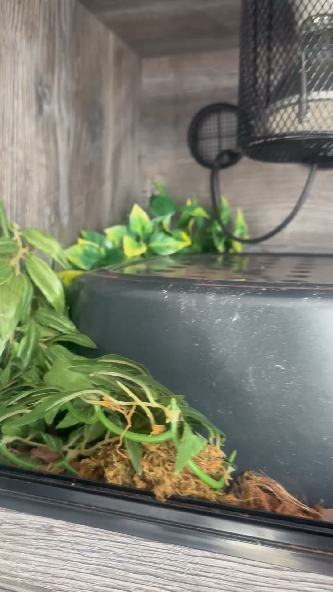 Python Snake reptiles for sale: Female friendly ball python  in Mansfield - Video 1