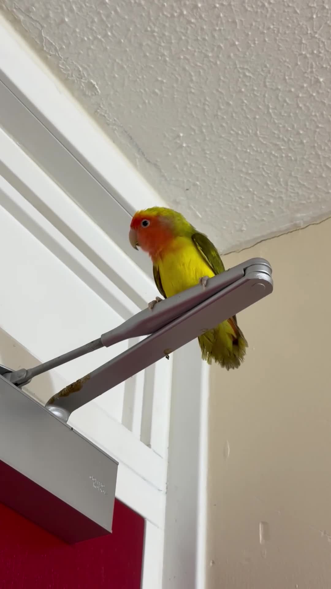 Lovebirds birds for sale: Pair of Peach-Faced Lovebirds – Mango & Pistachio - Video 4