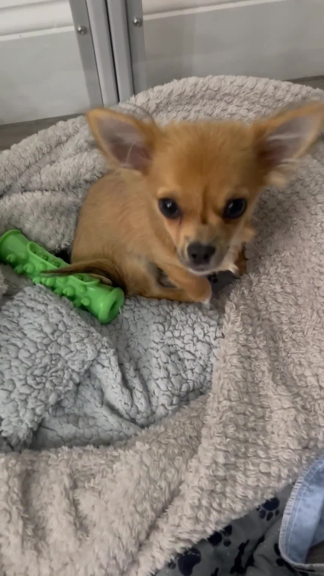 Chihuahua dogs for sale: Long coat chihuahua  - Video 1