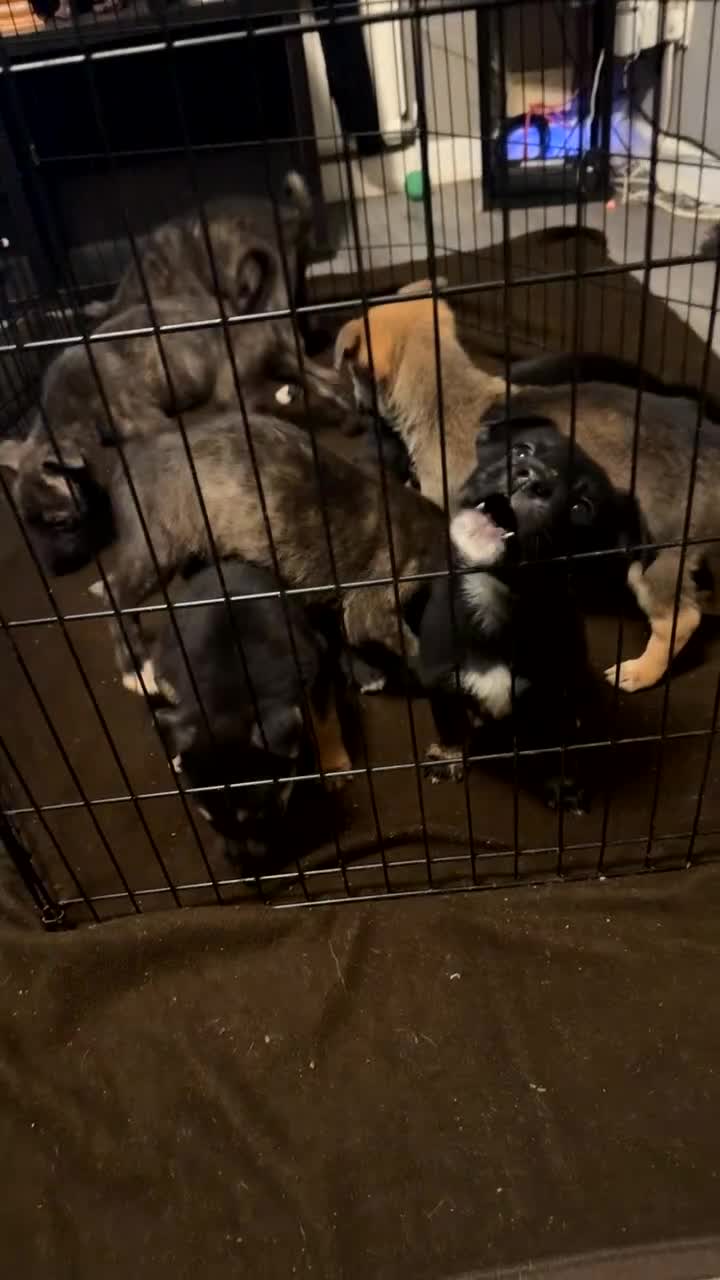 Mixed Breed dogs for sale:  German shepherd x staffy x Rottweiler  - Video 1