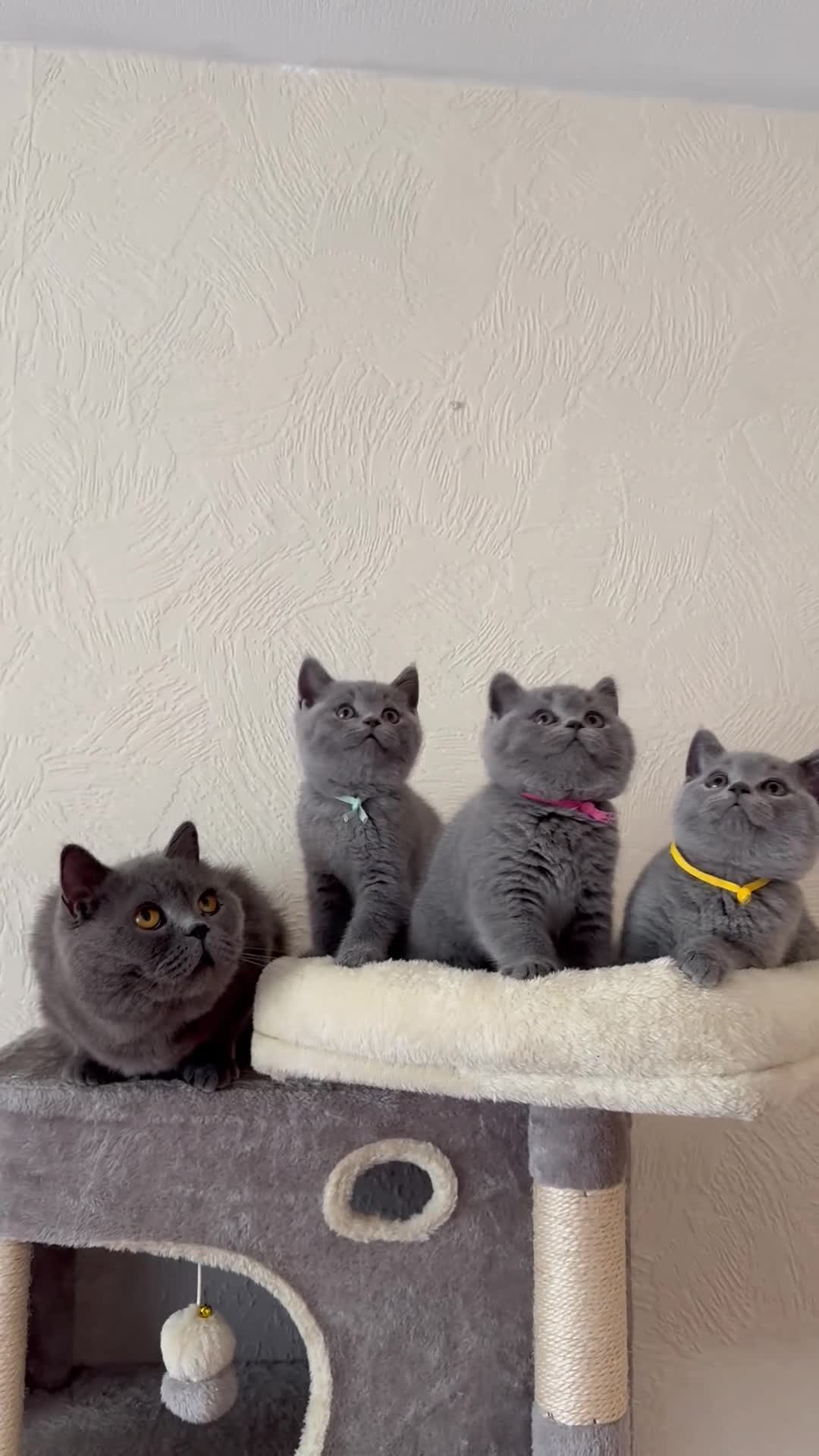 British Shorthair cats for sale: GCCF Registered Britsh Shorthair  - Video 4