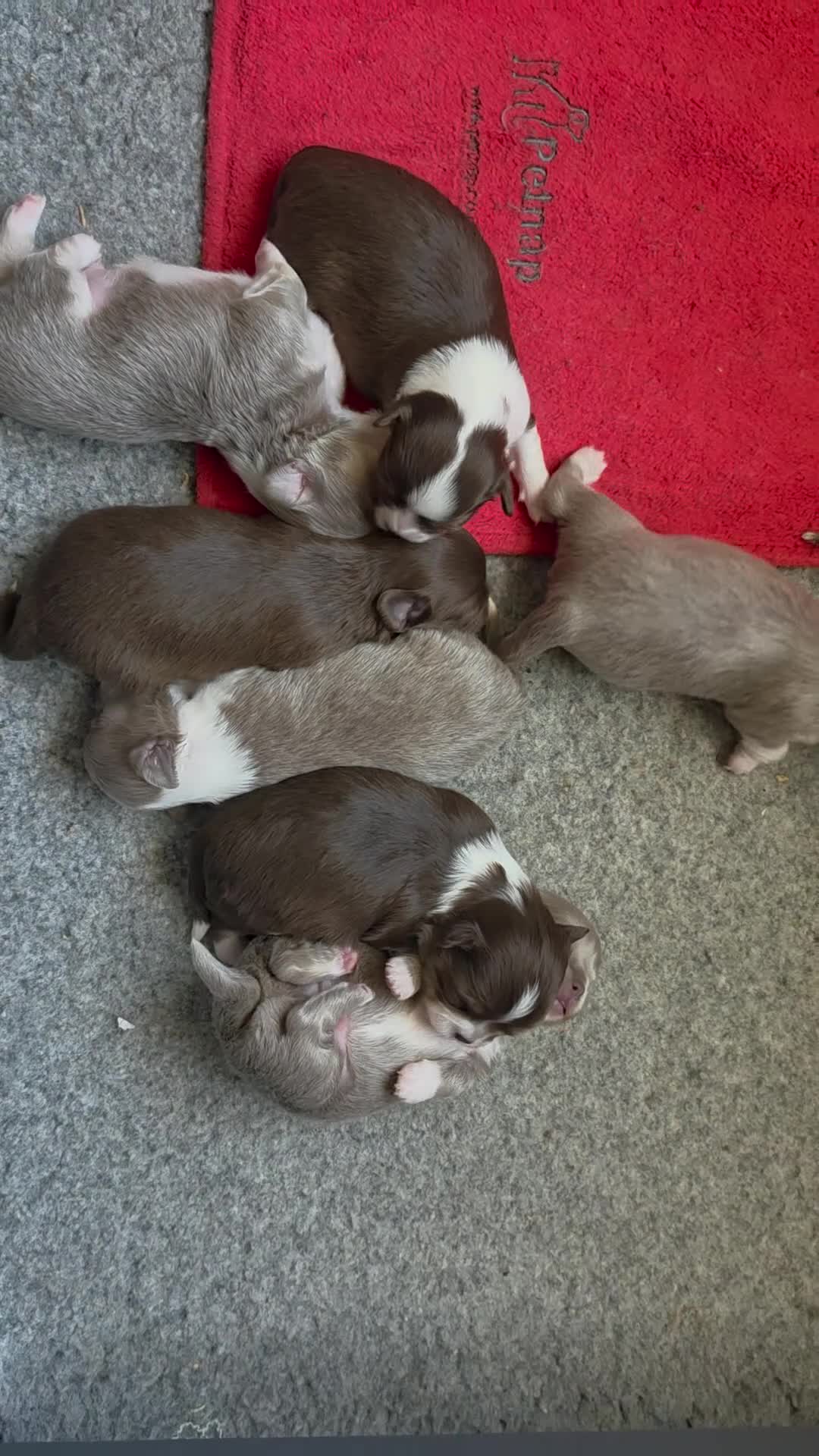 Chihuahua dogs for sale: Long coat chihuahua puppies kc registered - Video 2