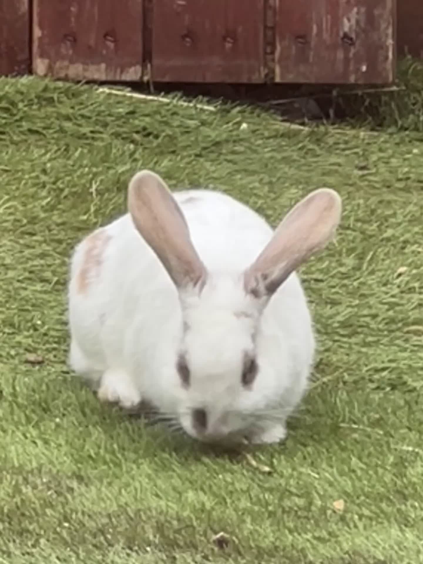 Mixed Breed rabbits for sale: Rabbit with hutch - Video 1