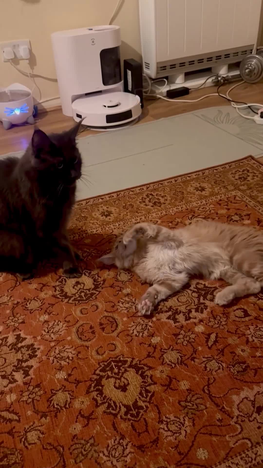 Maine Coon cats for sale: Last Ginger Boy Pure Mainecoon! - Video 4