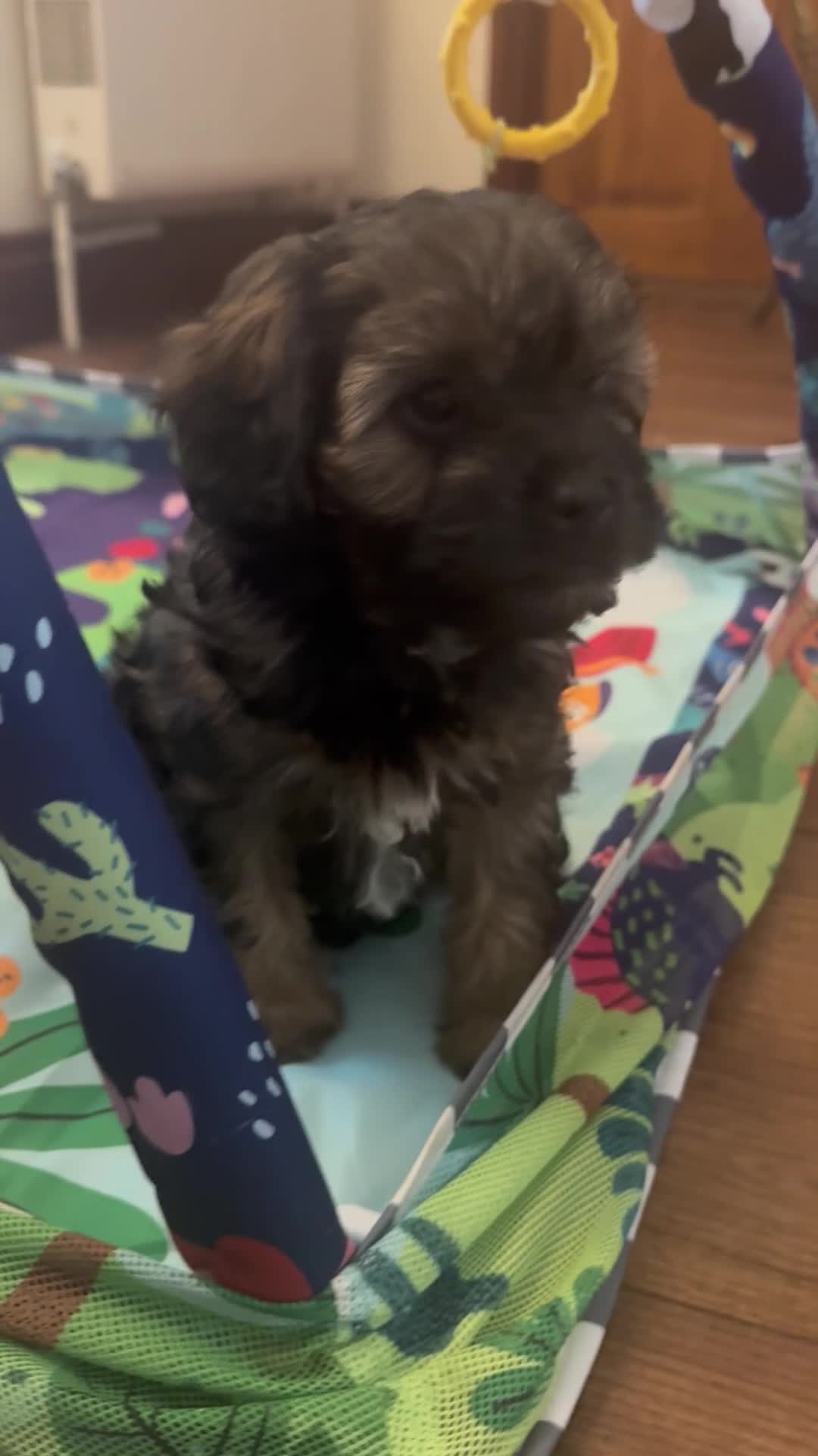 Cavapoo dogs for sale: Amazing coloured fi cavapoo health tested parents  - Video 2