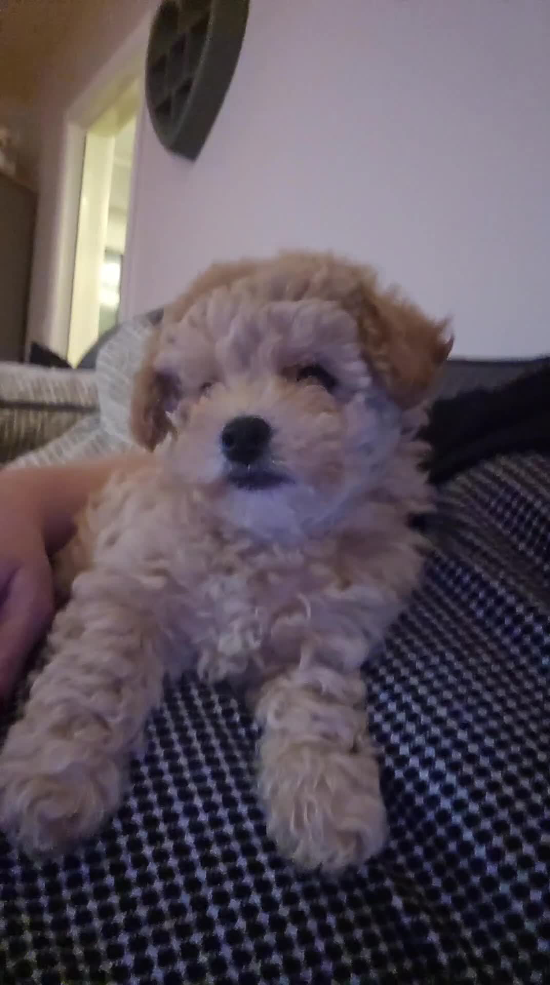 Maltipoo dogs for sale: Health Tested Maltipoo Puppies - Video 2