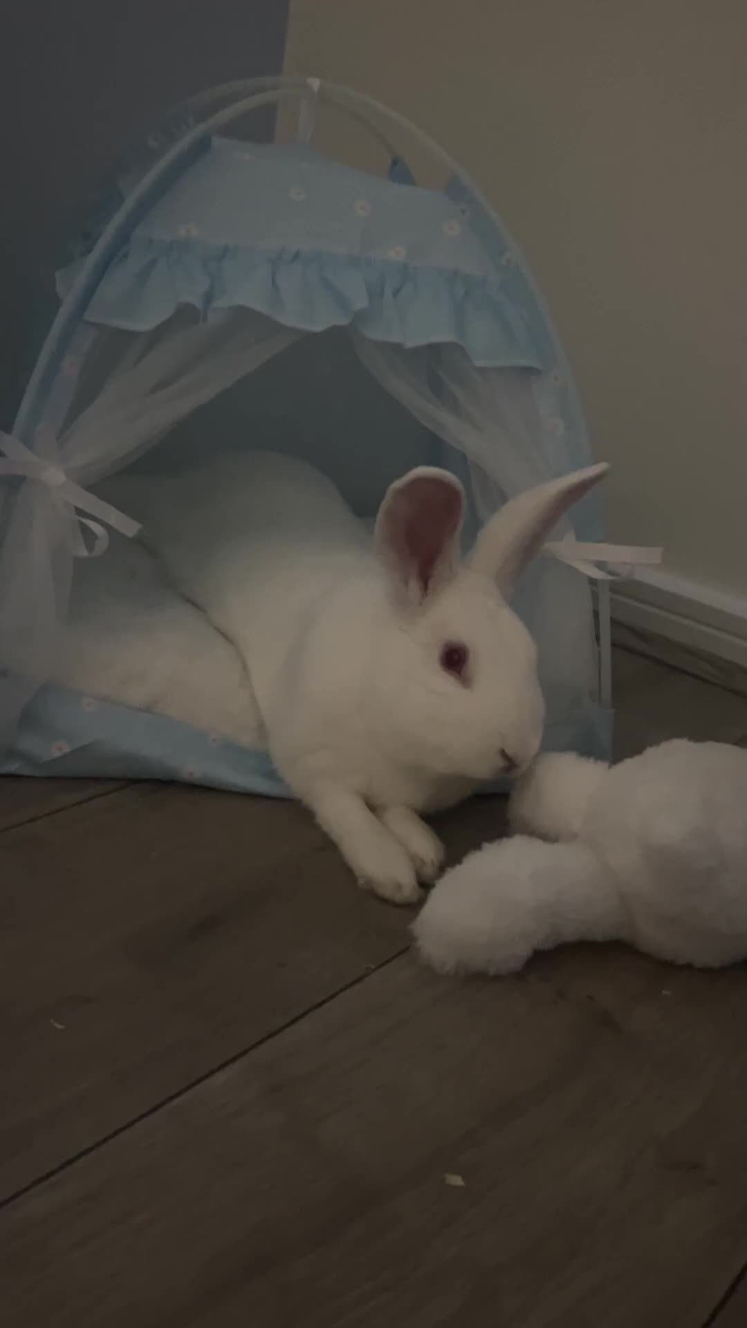 New Zealand rabbits for sale: Beano - Video 1