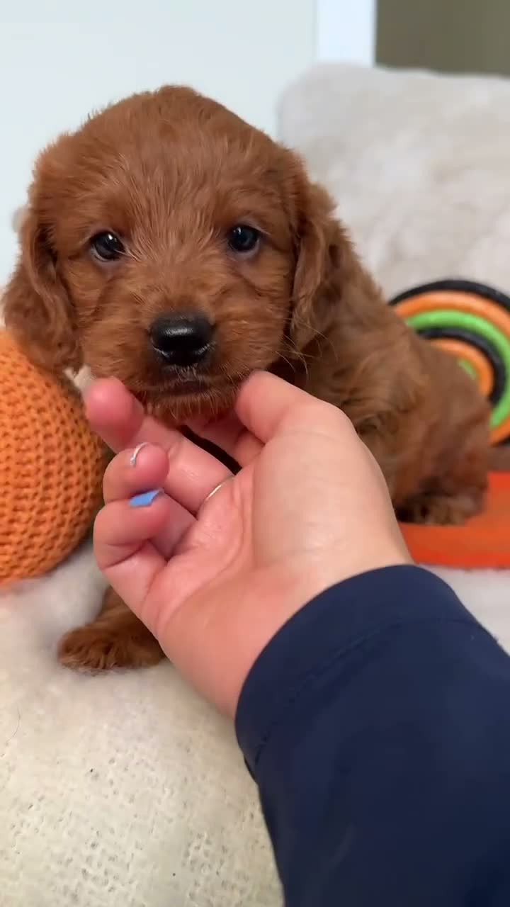 Labradoodle dogs for sale:  MINIATURE LABRADOODLE GIRL – LAST ONE  - Video 1