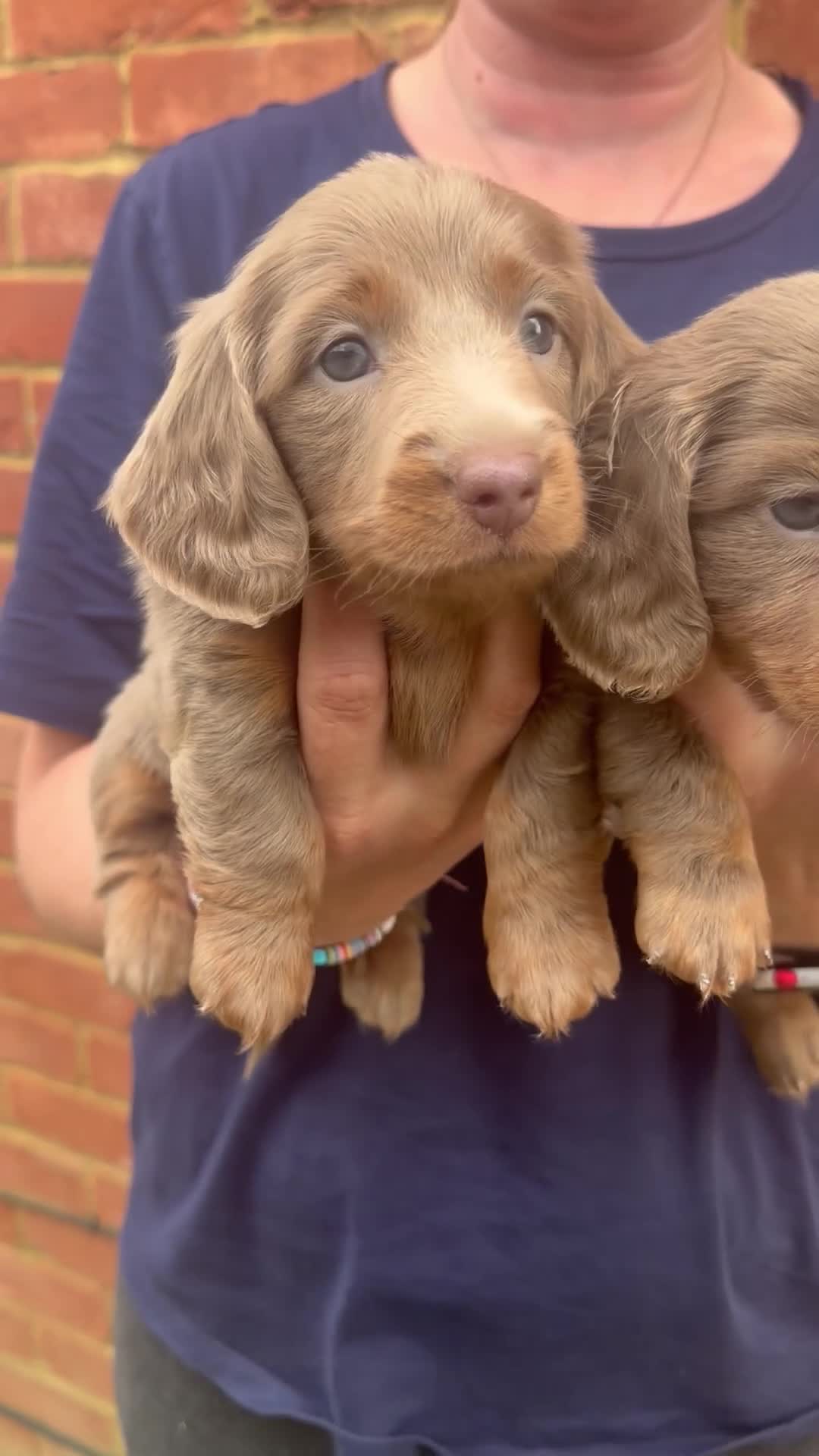 Miniature Dachshund dogs for sale: Long Haired Miniature Dachshund-Isabella&Chocolate - Video 2