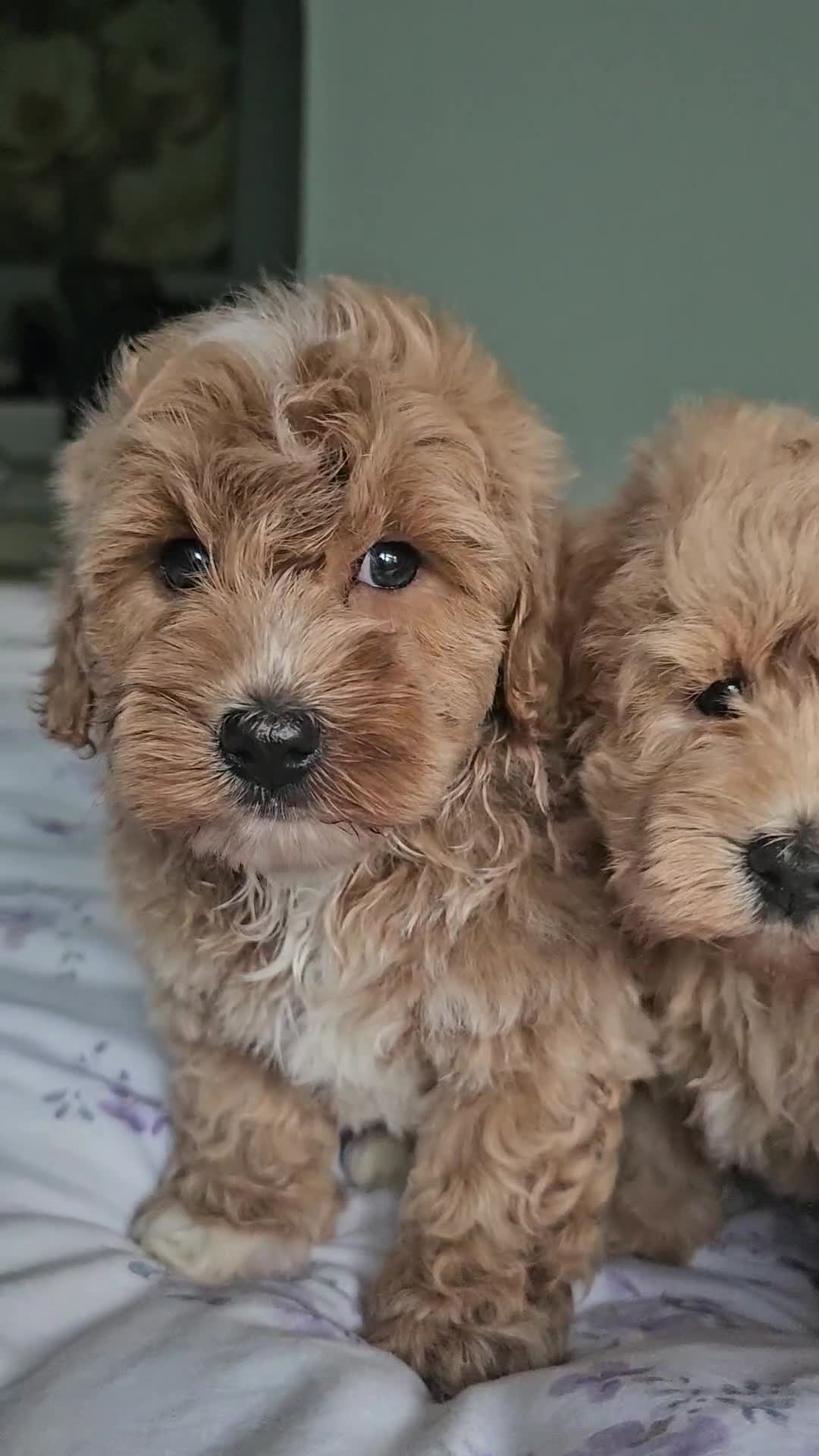 Mixed Breed dogs for sale: Westipoo - Video 1