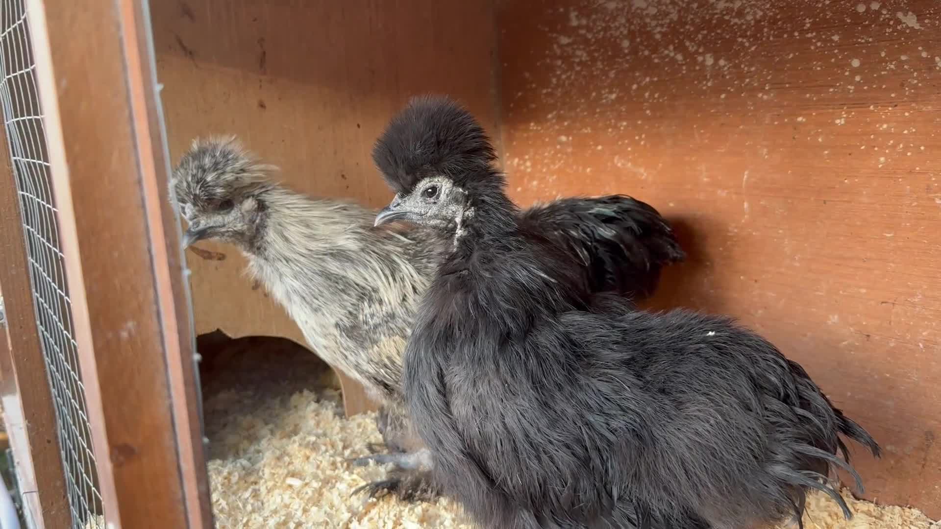 Chickens poultry for sale: Various chickens and ducks for sale - Video 4